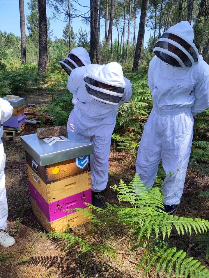 Vitafeed Patty - Aliment Protéiné Pour Abeilles, 300g - Stimule La Croissance Et Renforce Les Colonies - 12